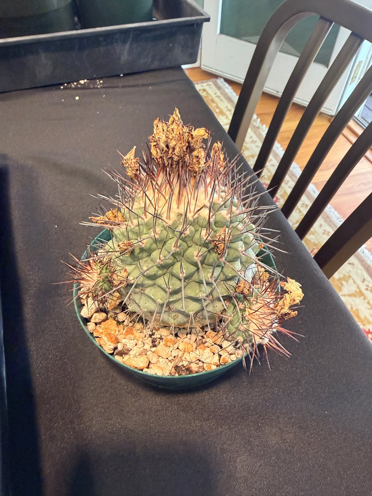 Strombocactus corregidorea specimen