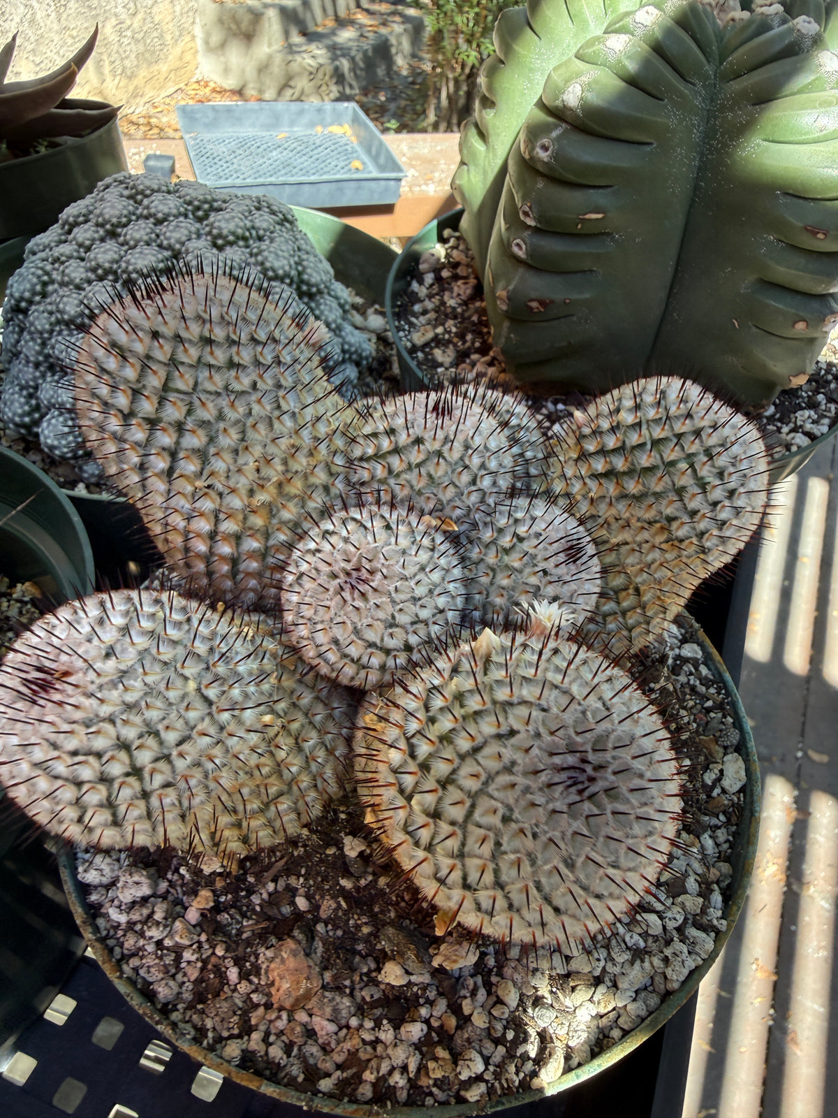 Mammillaria perezdelarosae andersoniana specimen