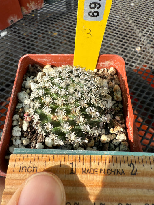 Mammillaria hernandezii rare cactus #3 769