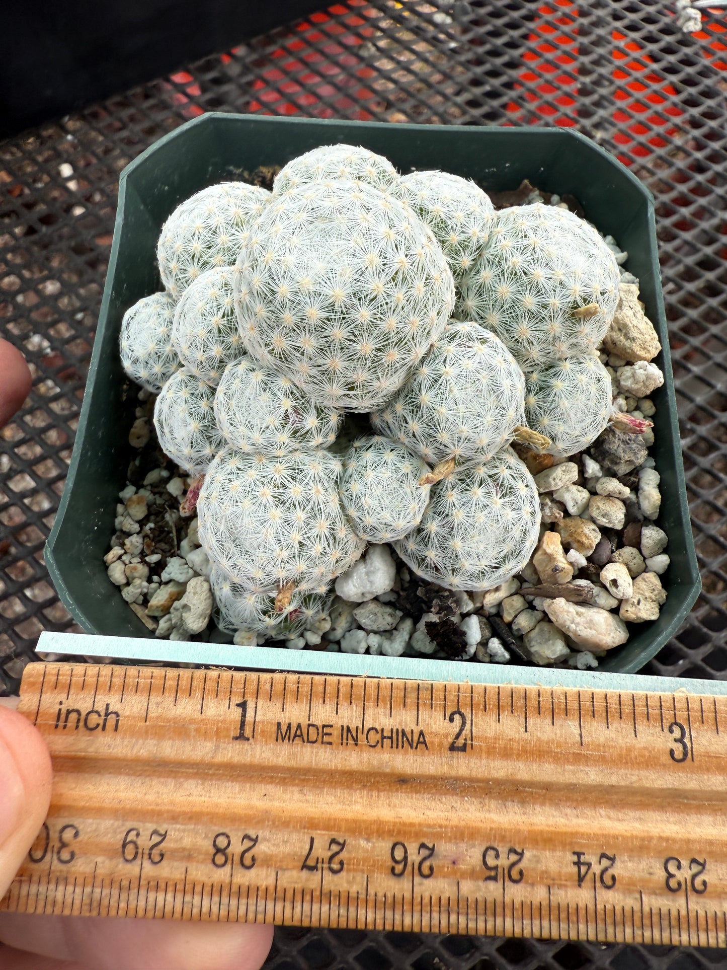 Mammillaria humboldtii cactus #1