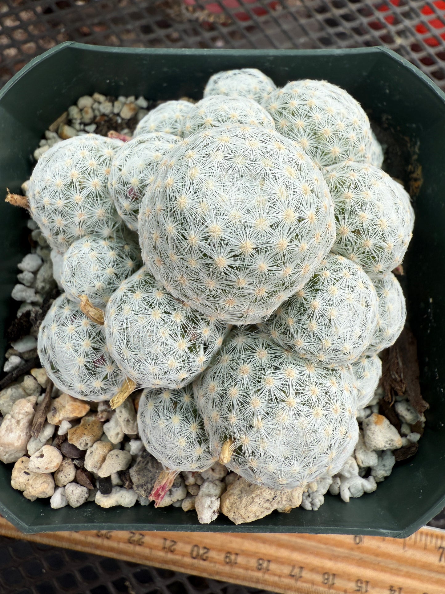 Mammillaria humboldtii cactus #1