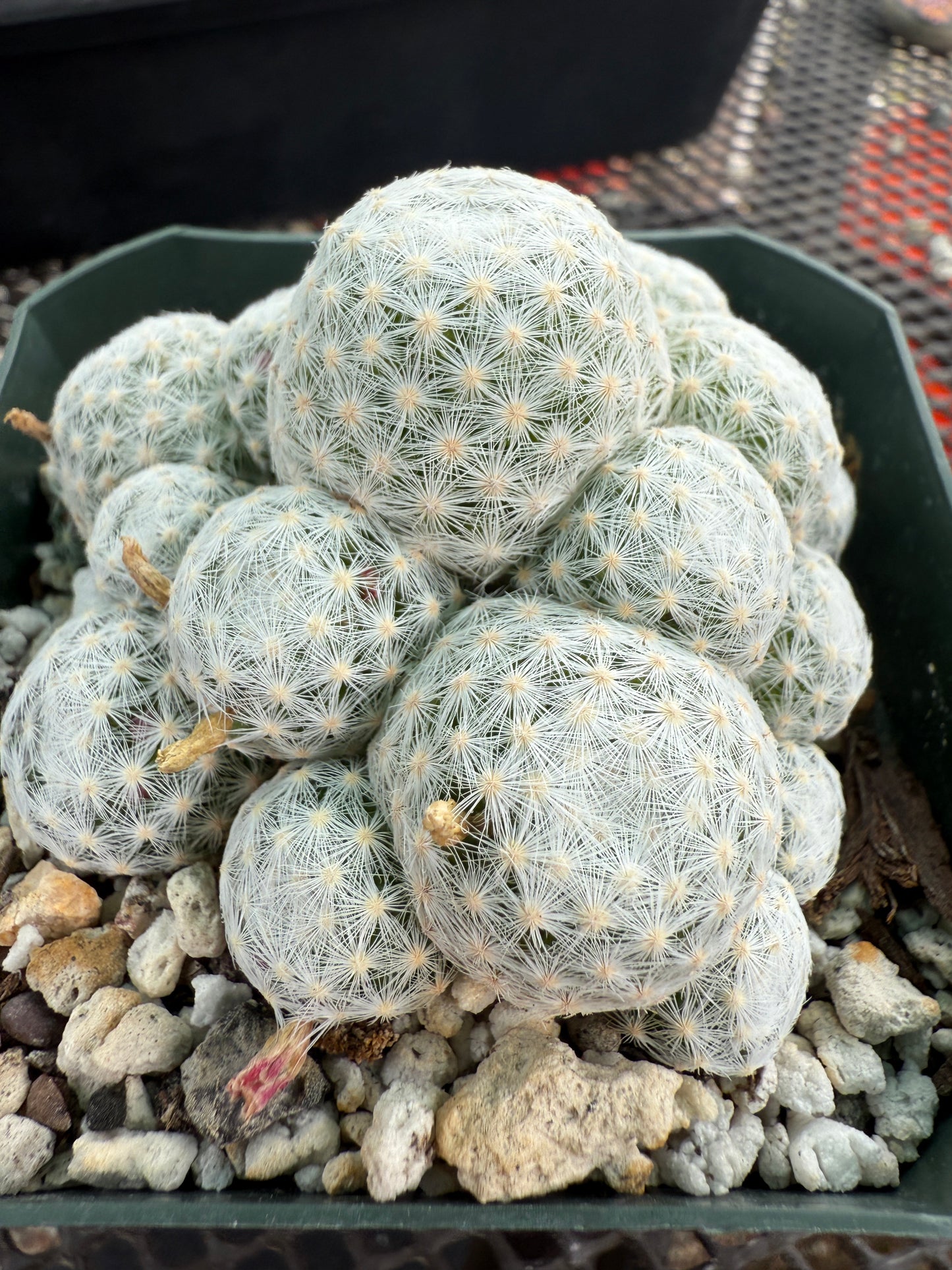 Mammillaria humboldtii cactus #1