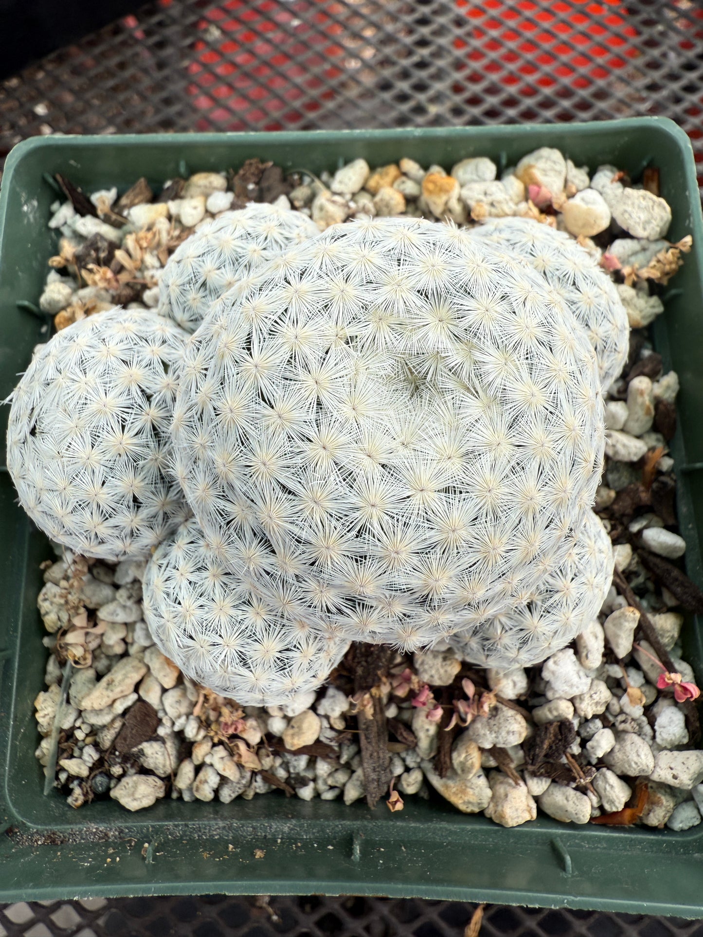 Mammillaria herrerae specimen in 4 inch pot