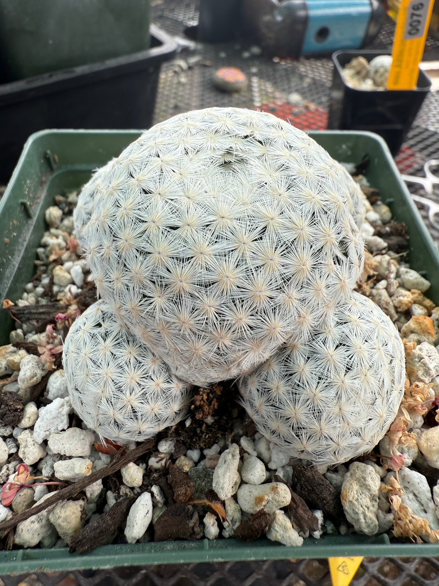 Mammillaria herrerae specimen in 4 inch pot
