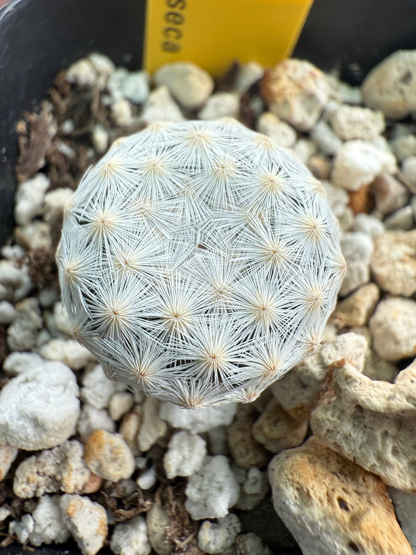 Mammillaria herrerae rare cactus in 2 inch pot
