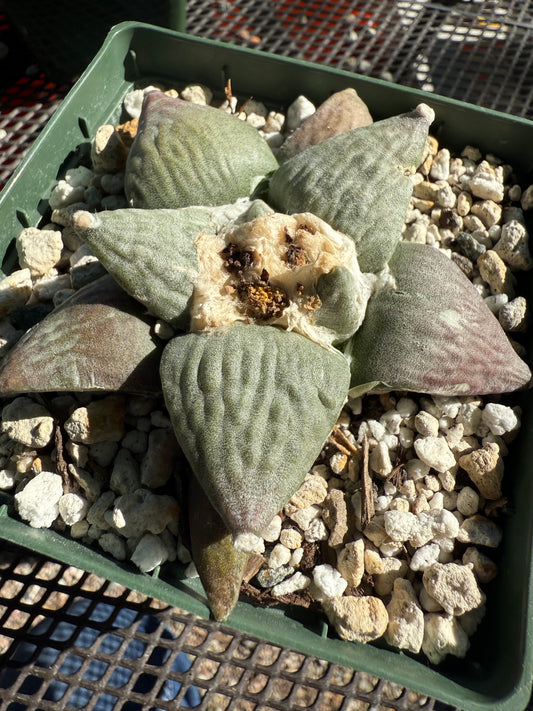 Ariocarpus retusus furfuraceous rough tubercle cactus in 6 inch pot 1101