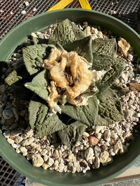 Ariocarpus hybrid cactus in 6 inch pot beautiful plant