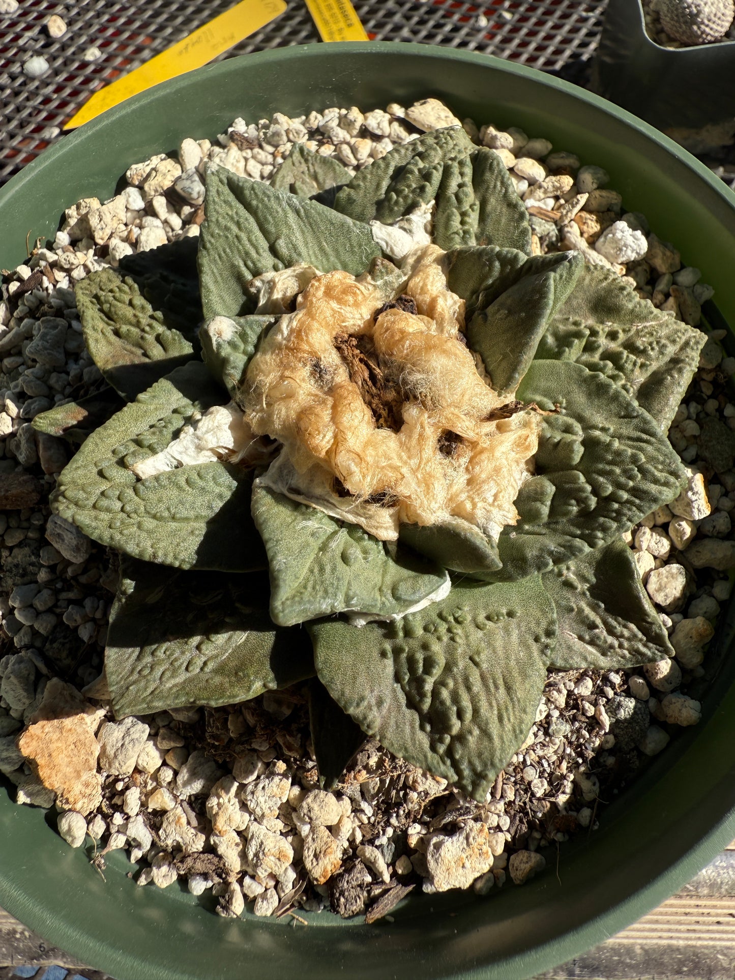 Ariocarpus hybrid cactus in 6 inch pot beautiful plant