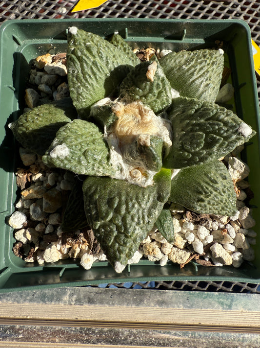 Ariocarpus caulizilla beautiful plant in 4.25 inch pot