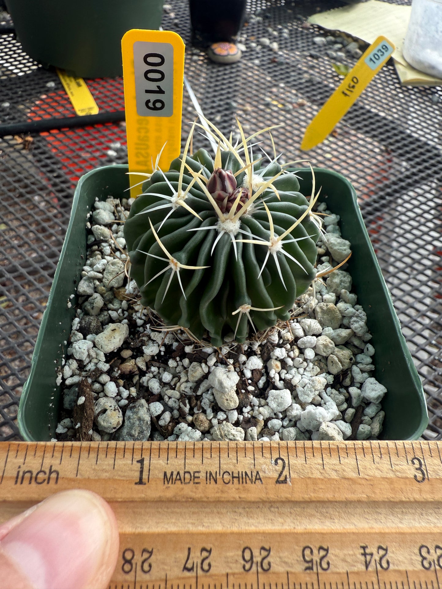 Stenocactus phyllacanthus 0019