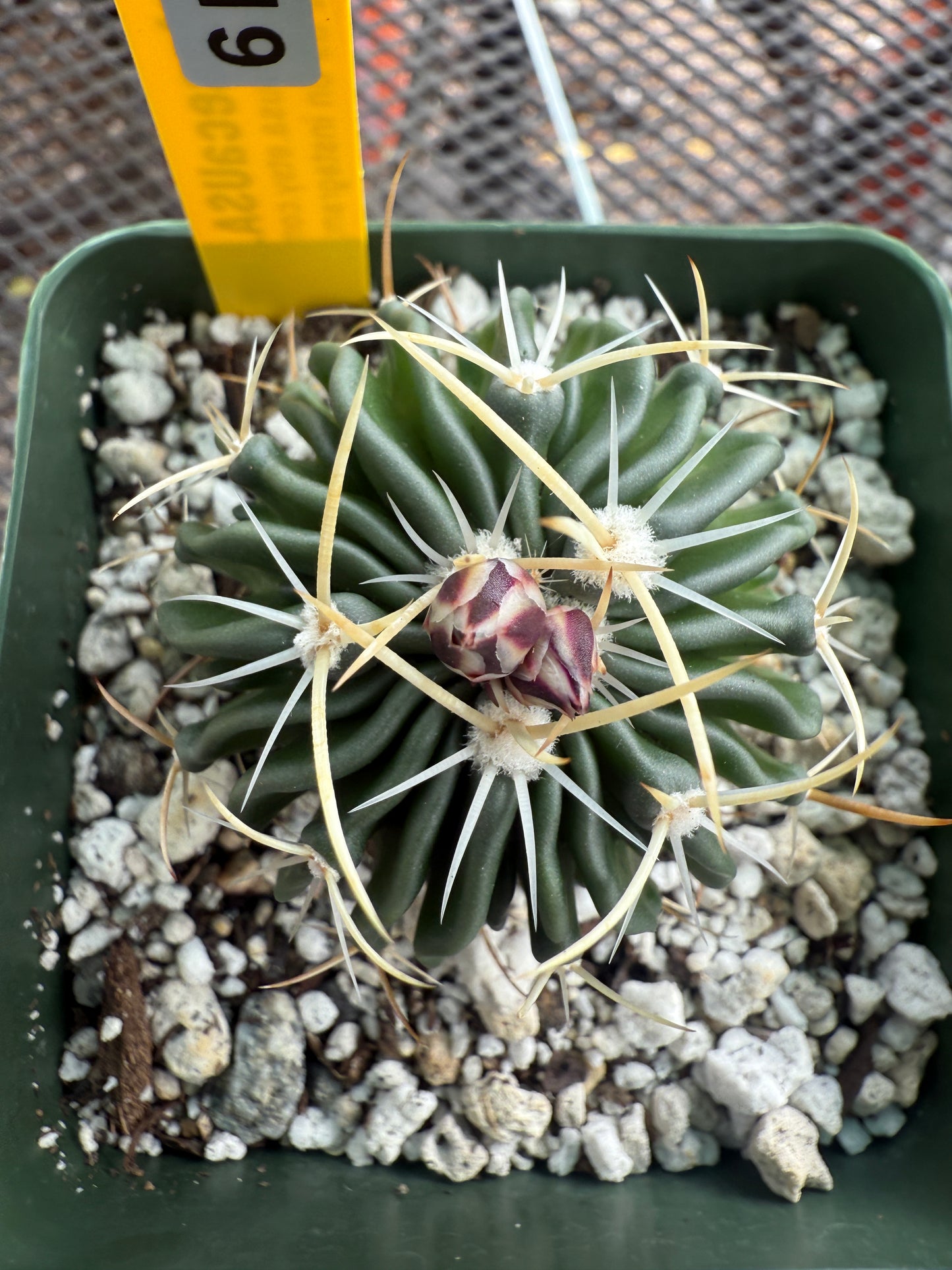 Stenocactus phyllacanthus 0019