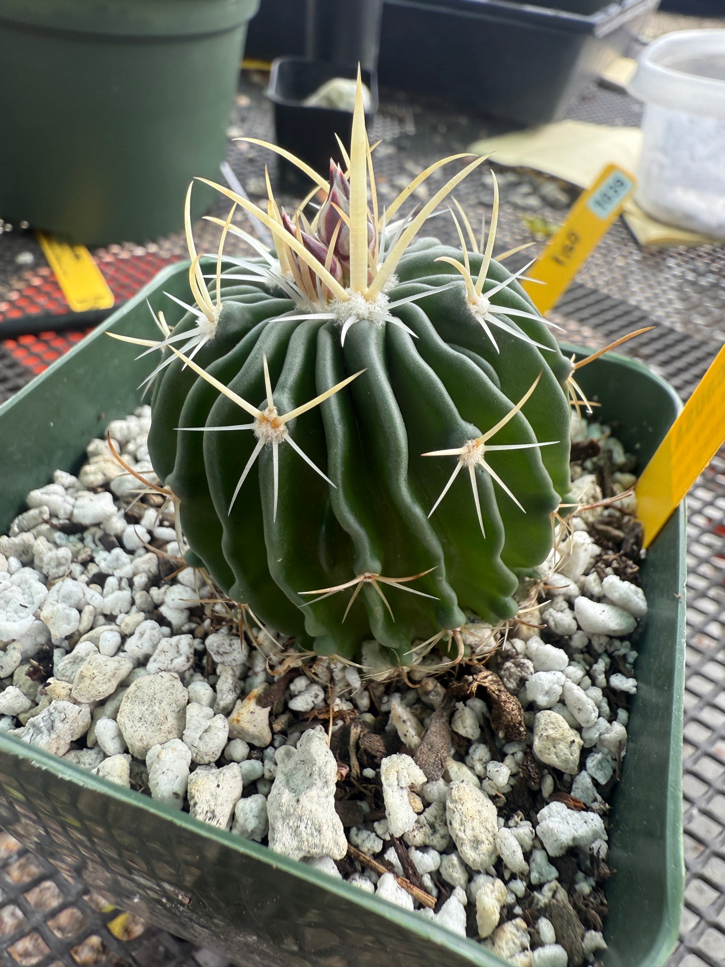 Stenocactus phyllacanthus 0019