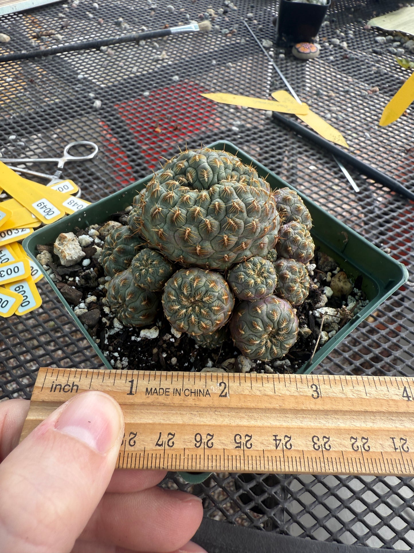 Sulcorebutia rauschii gold spined cactus large 0041
