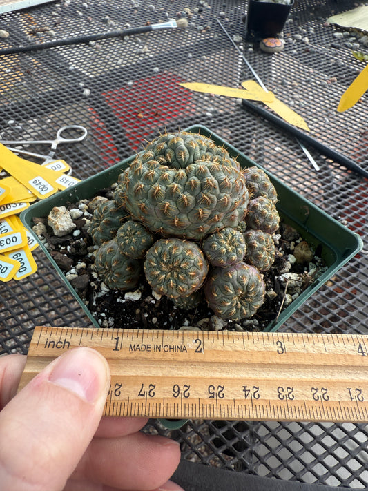 Sulcorebutia rauschii gold spined cactus large 0041