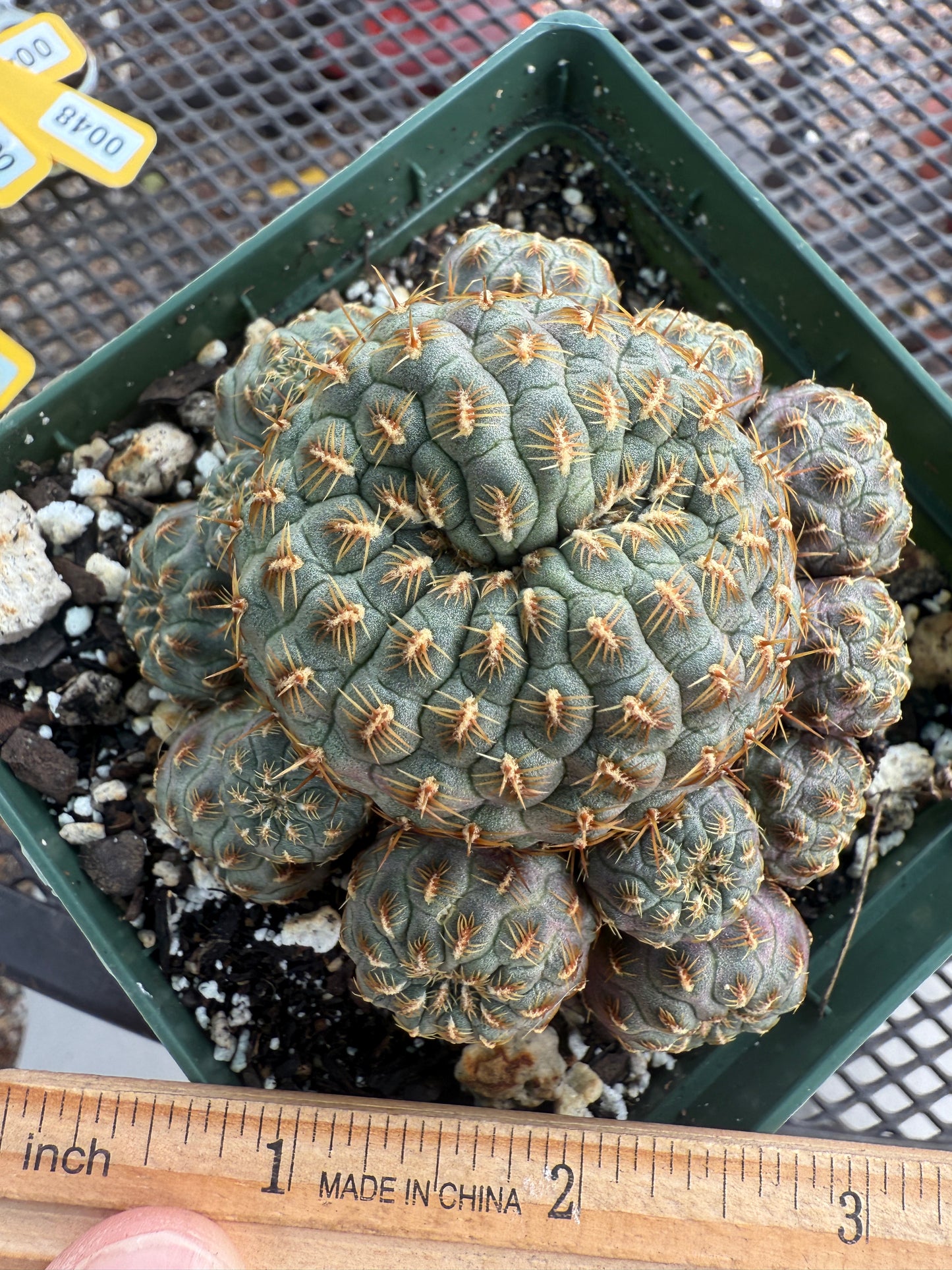 Sulcorebutia rauschii gold spined cactus large 0041