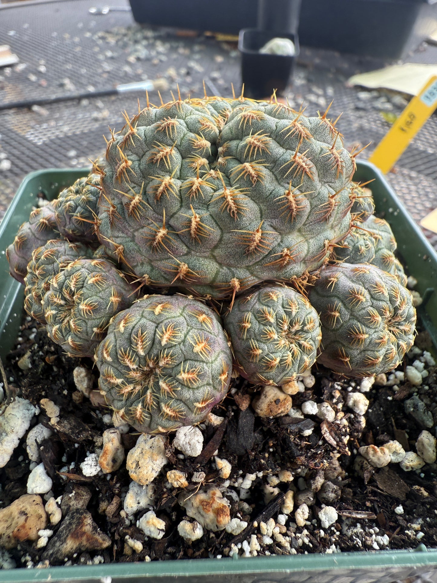 Sulcorebutia rauschii gold spined cactus large 0041
