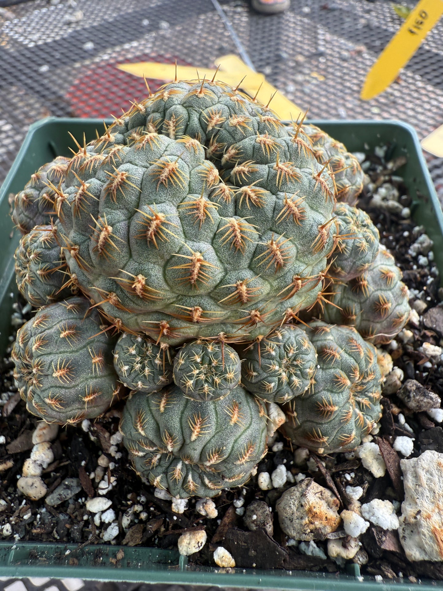 Sulcorebutia rauschii gold spined cactus large 0041