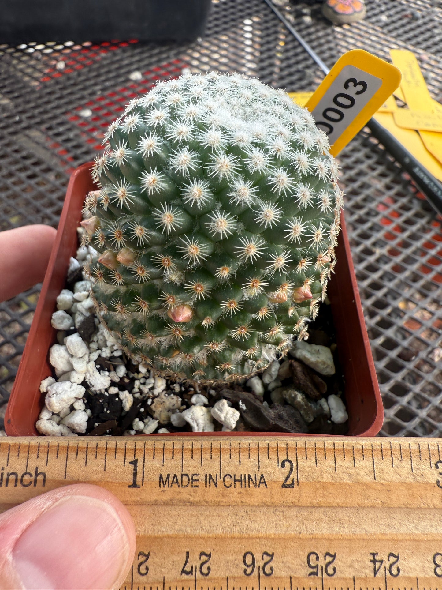 Mammillaria lanata very rare cactus 0003