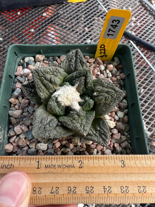 Ariocarpus Godzilla cactus nice plant 1743