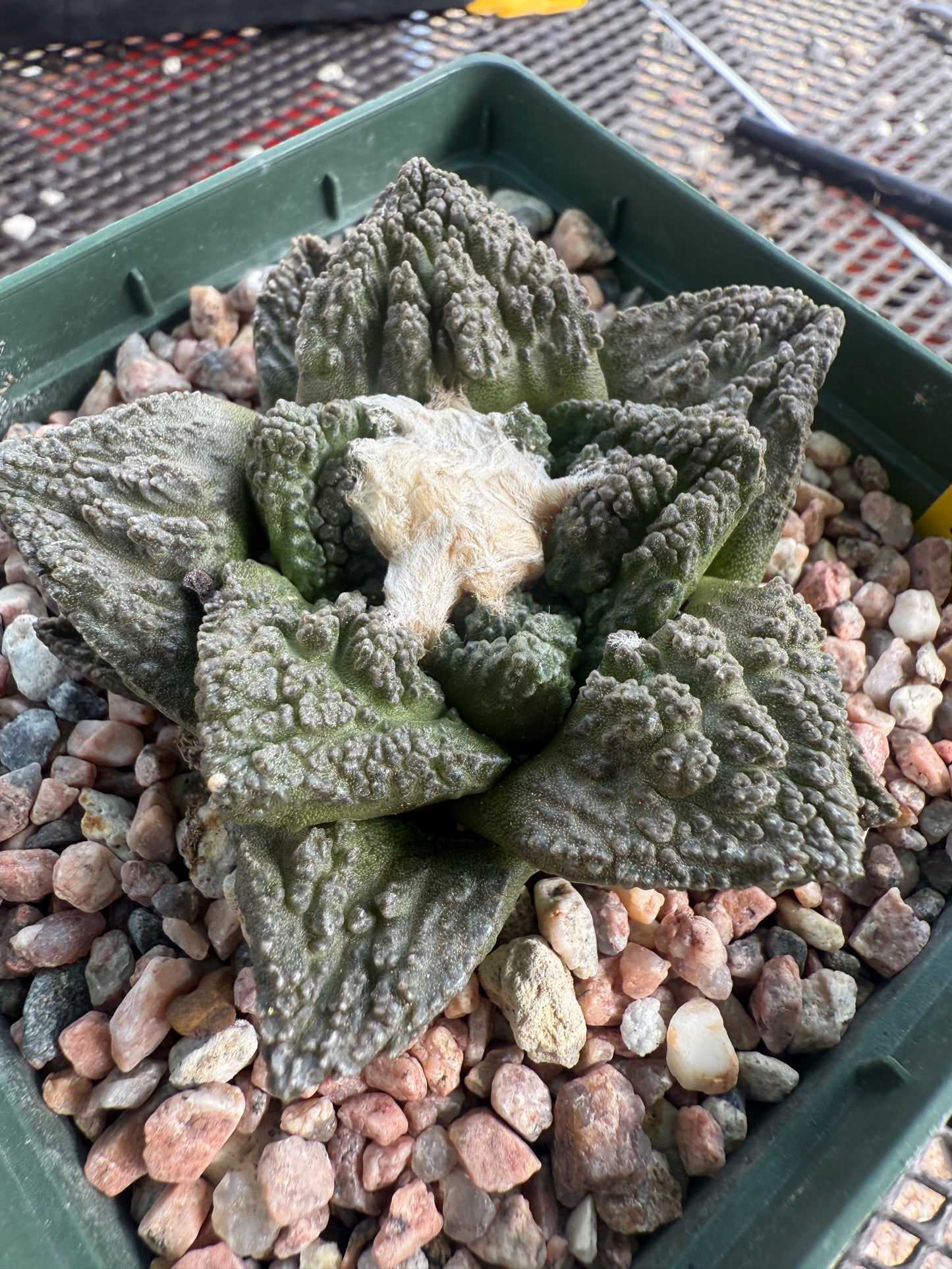 Ariocarpus Godzilla cactus nice plant 1743