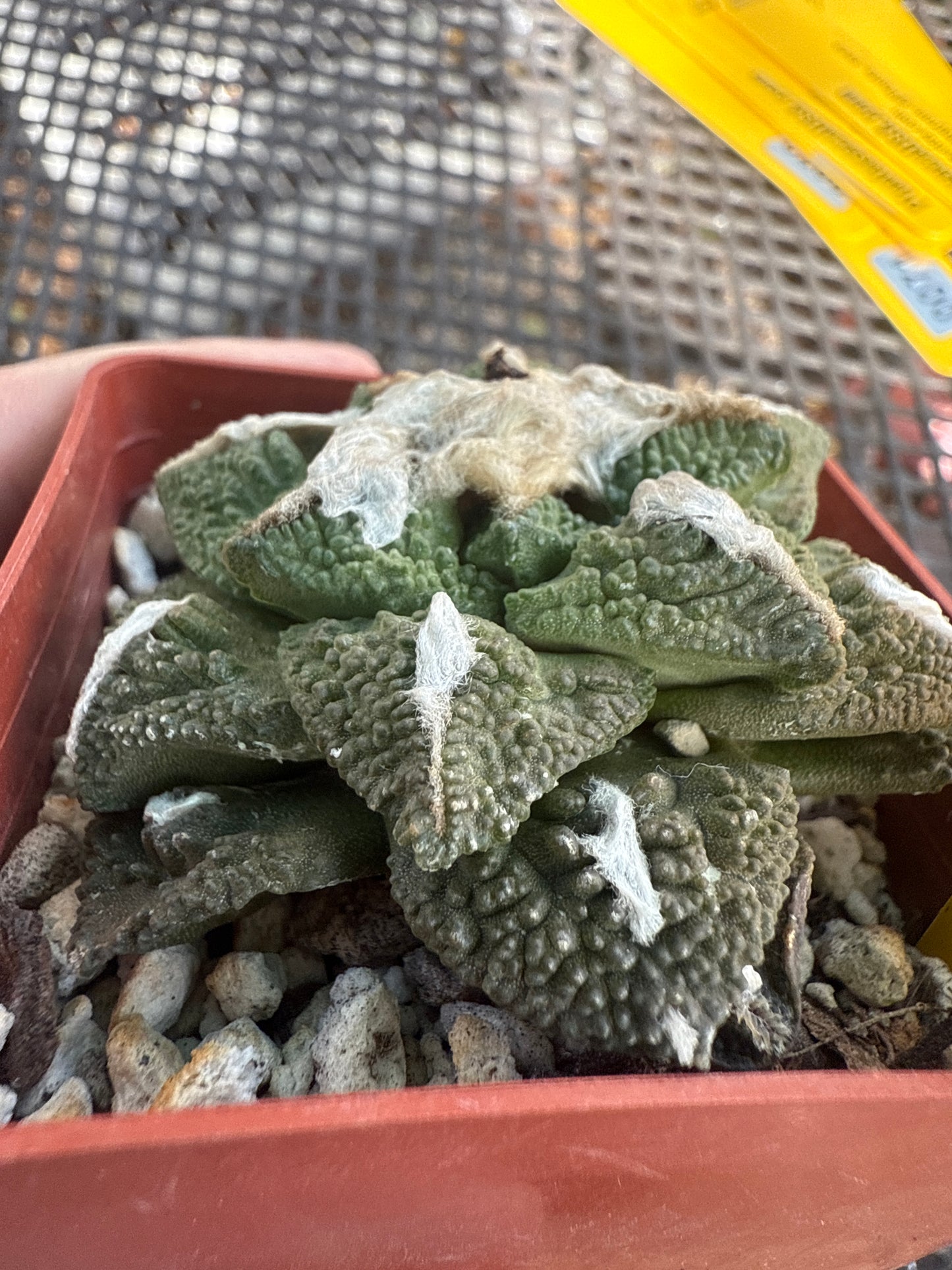 Ariocarpus kotschoubeyanus x Godzilla on graft 0075