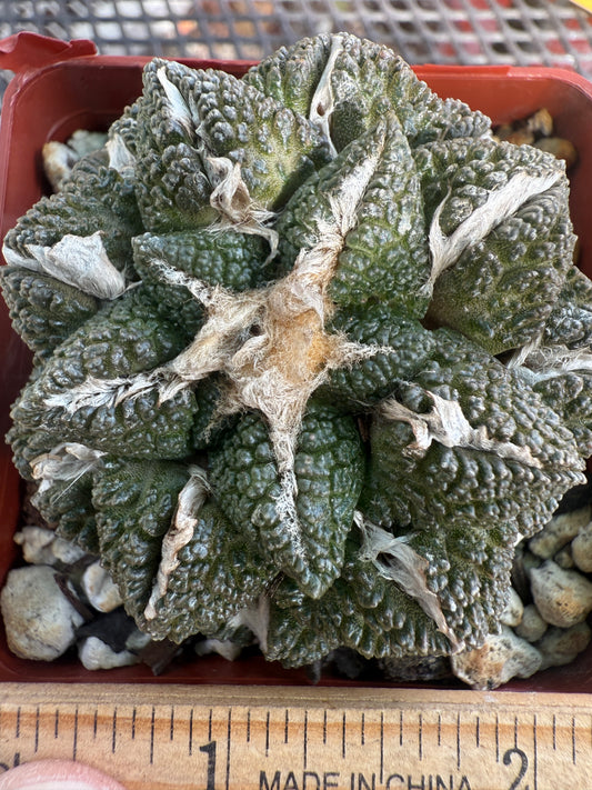 Ariocarpus kotschoubeyanus x Godzilla on graft 0069