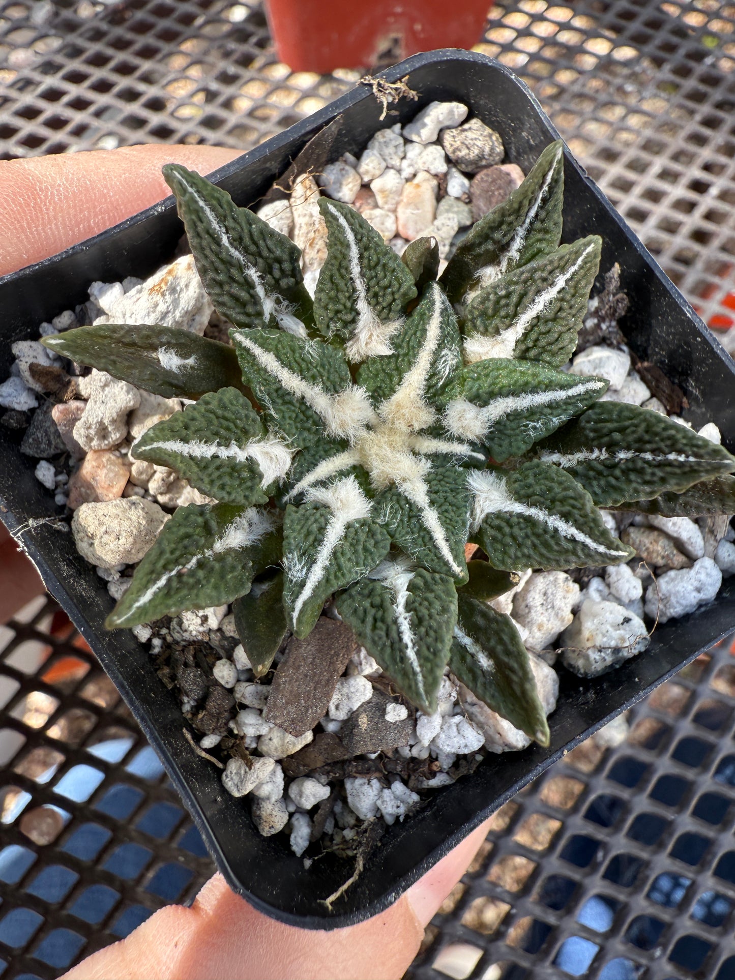 Ariocarpus kotschoubeyanus ooibo 0143 cactus