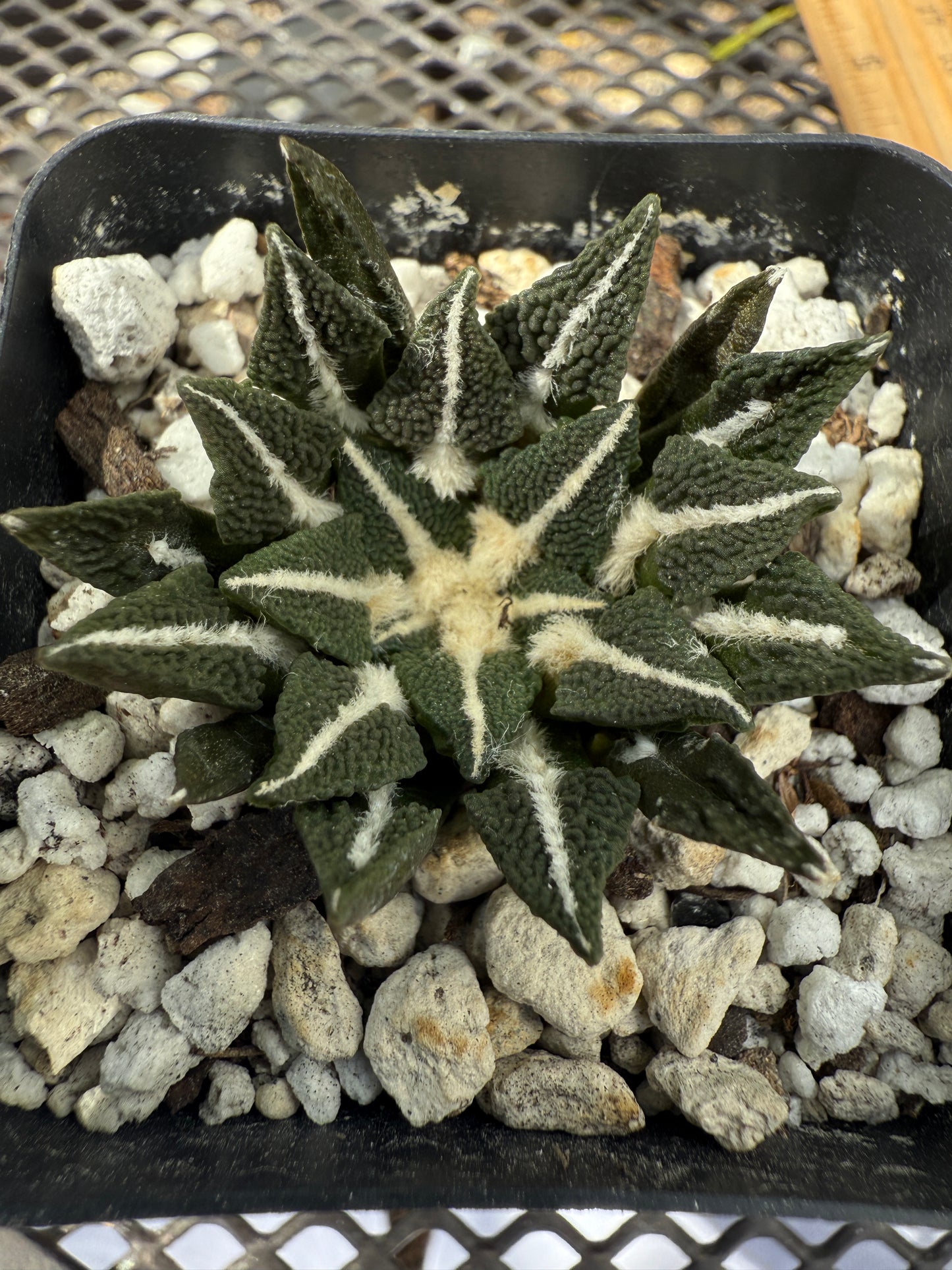 Ariocarpus kotschoubeyanus ooiboo 147