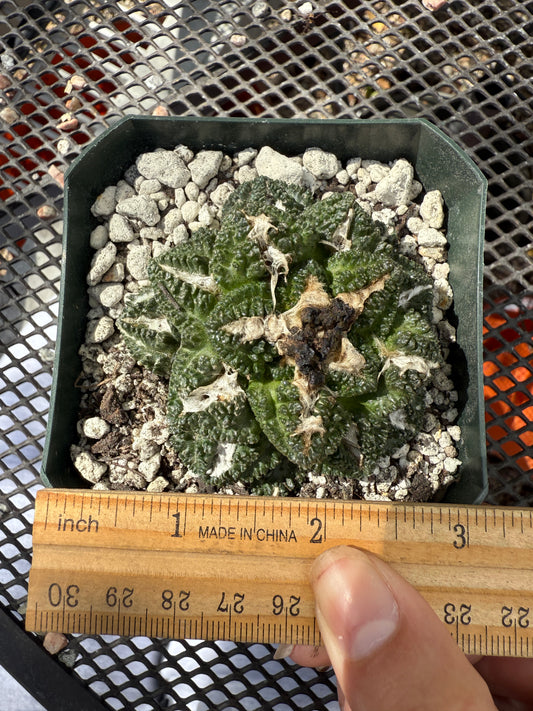 Ariocarpus kotschoubeyanus x godzilla on pereskiopsis graft 0151