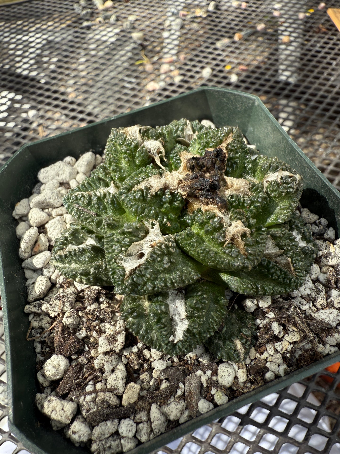 Ariocarpus kotschoubeyanus x godzilla on pereskiopsis graft 0151