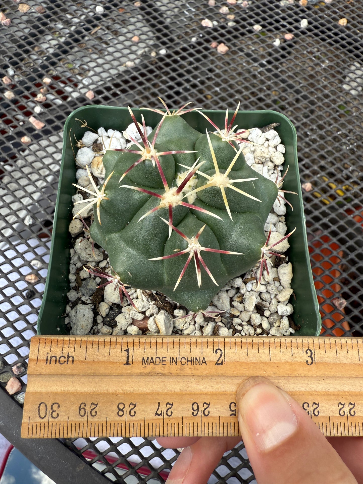 Thelocactus Heterochoromus 0156