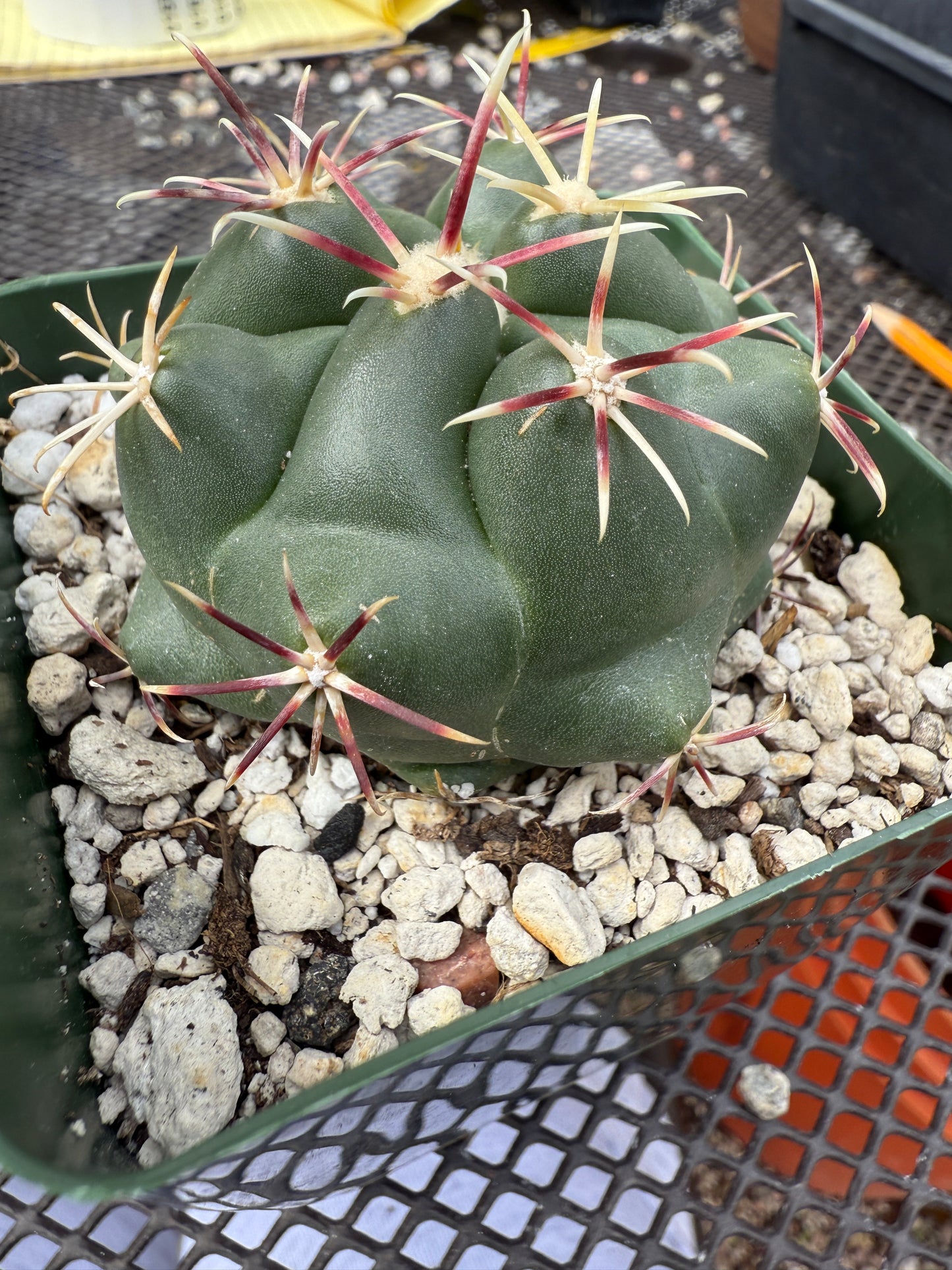 Thelocactus Heterochoromus 0156