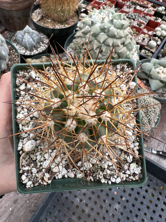 Copiapoa tigrillo cactus in 4.25 inch pot rare #1 flowering size