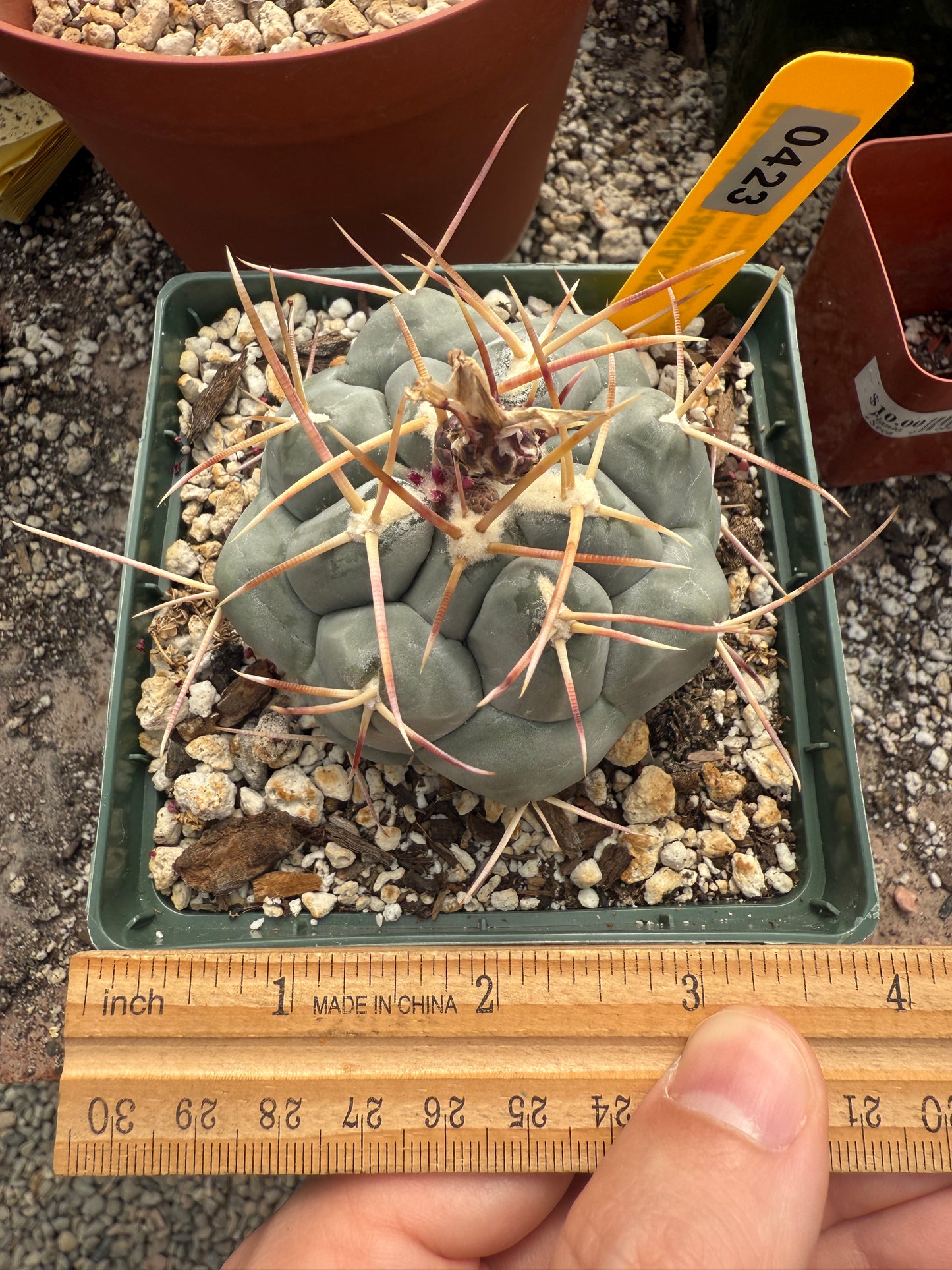 Thelocactus hexaedrophorus large in 4.25 inch pot 423