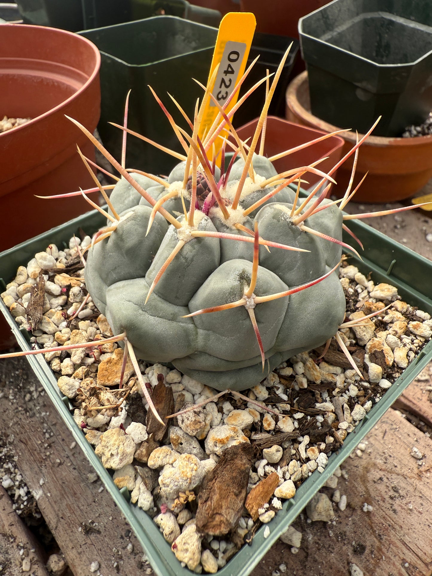 Thelocactus hexaedrophorus large in 4.25 inch pot 423
