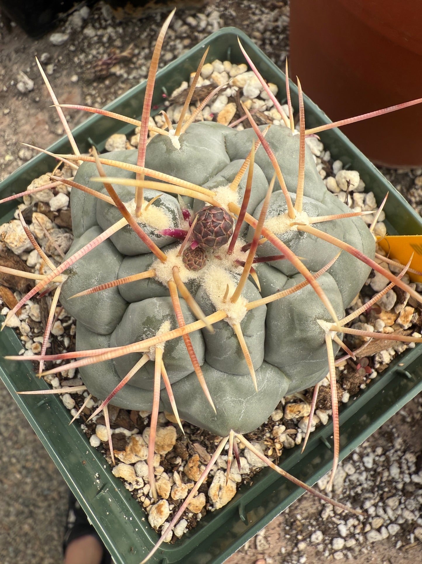 Thelocactus hexaedrophorus large in 4.25 inch pot 423