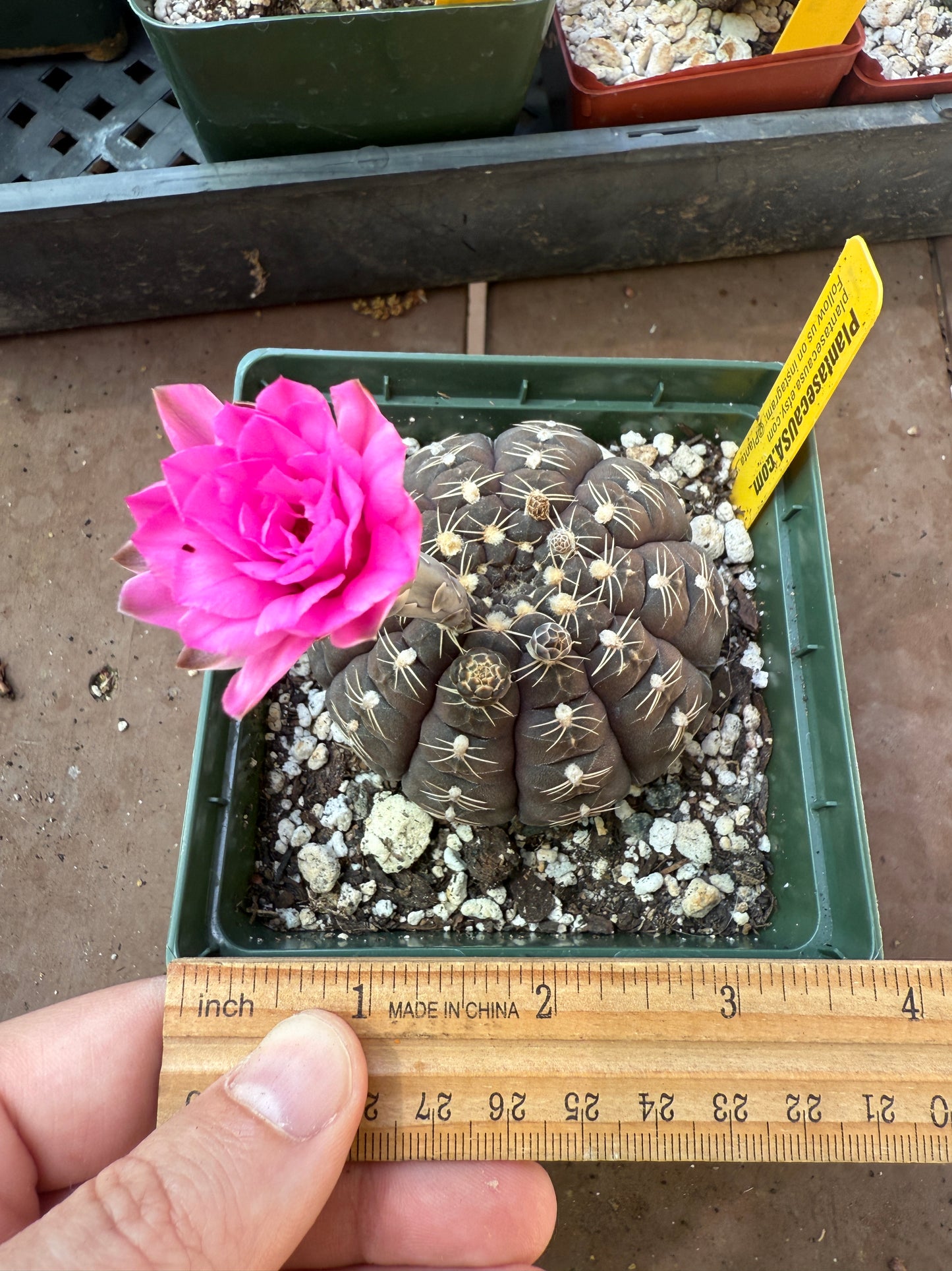 Gymnocalycium ragonesei deep pink purple rare hybrid 101