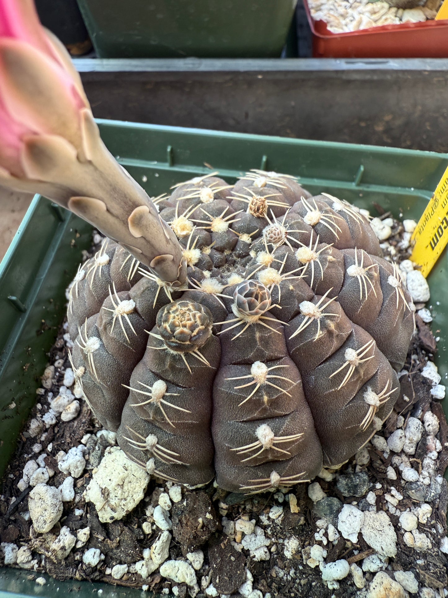 Gymnocalycium ragonesei deep pink purple rare hybrid 101