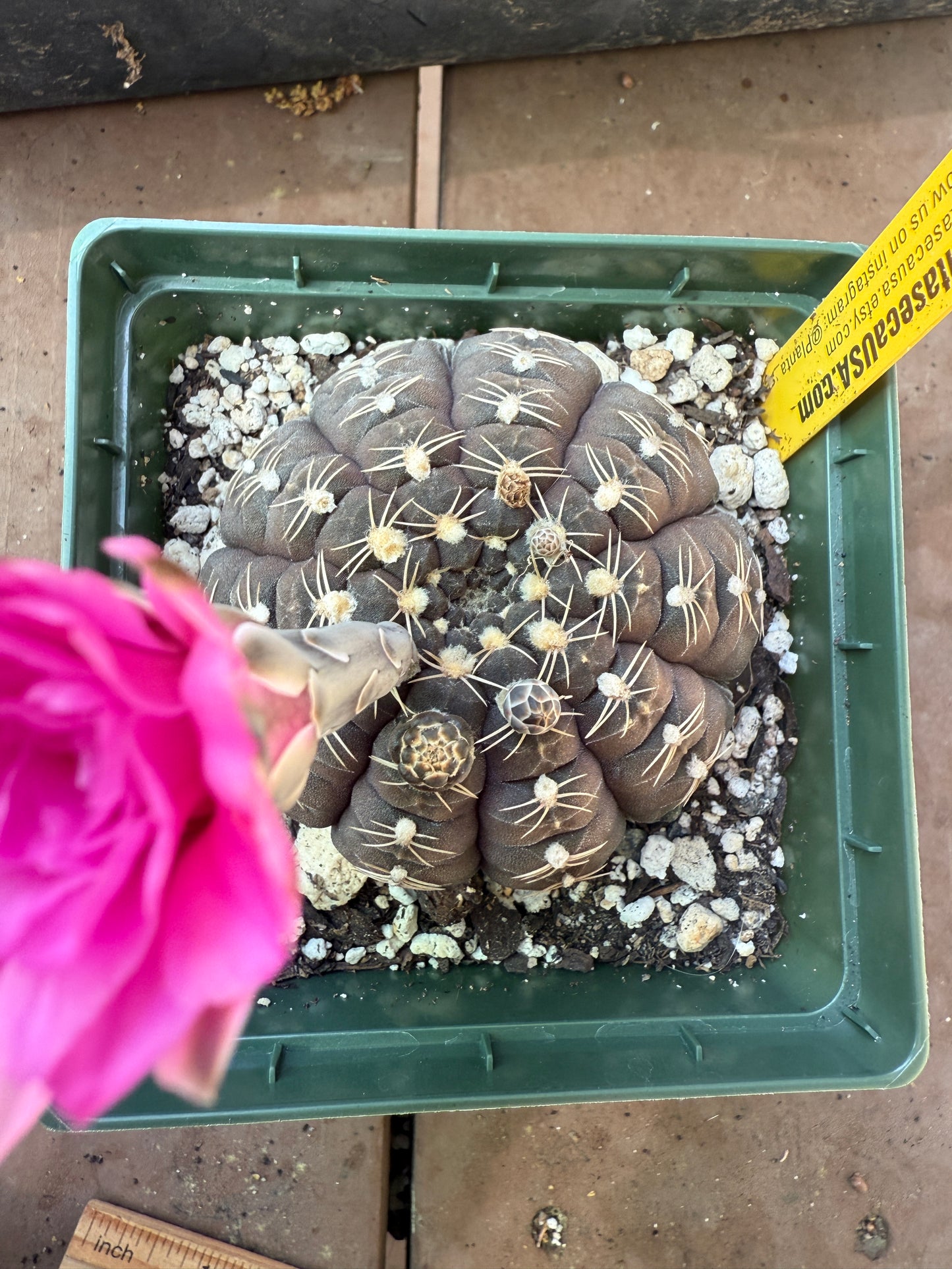 Gymnocalycium ragonesei deep pink purple rare hybrid 101
