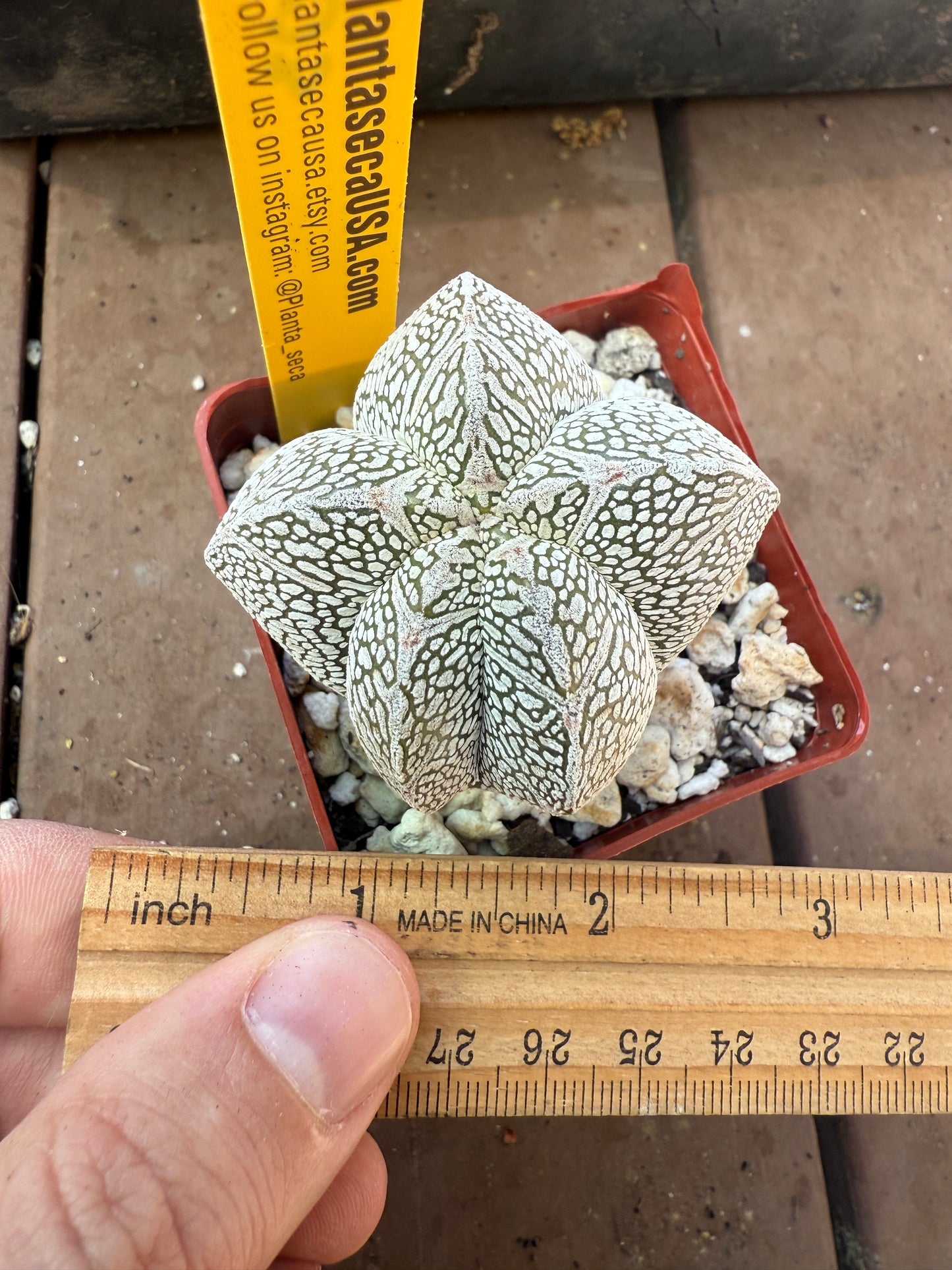 Astrophytum onzuka v type 5 ribs 103