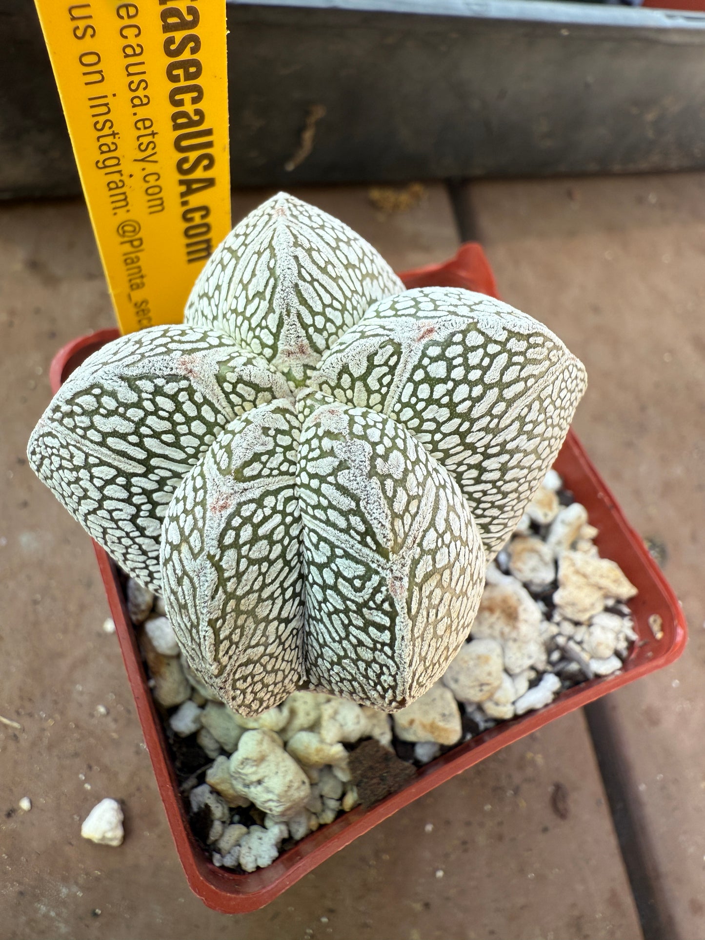 Astrophytum onzuka v type 5 ribs 103
