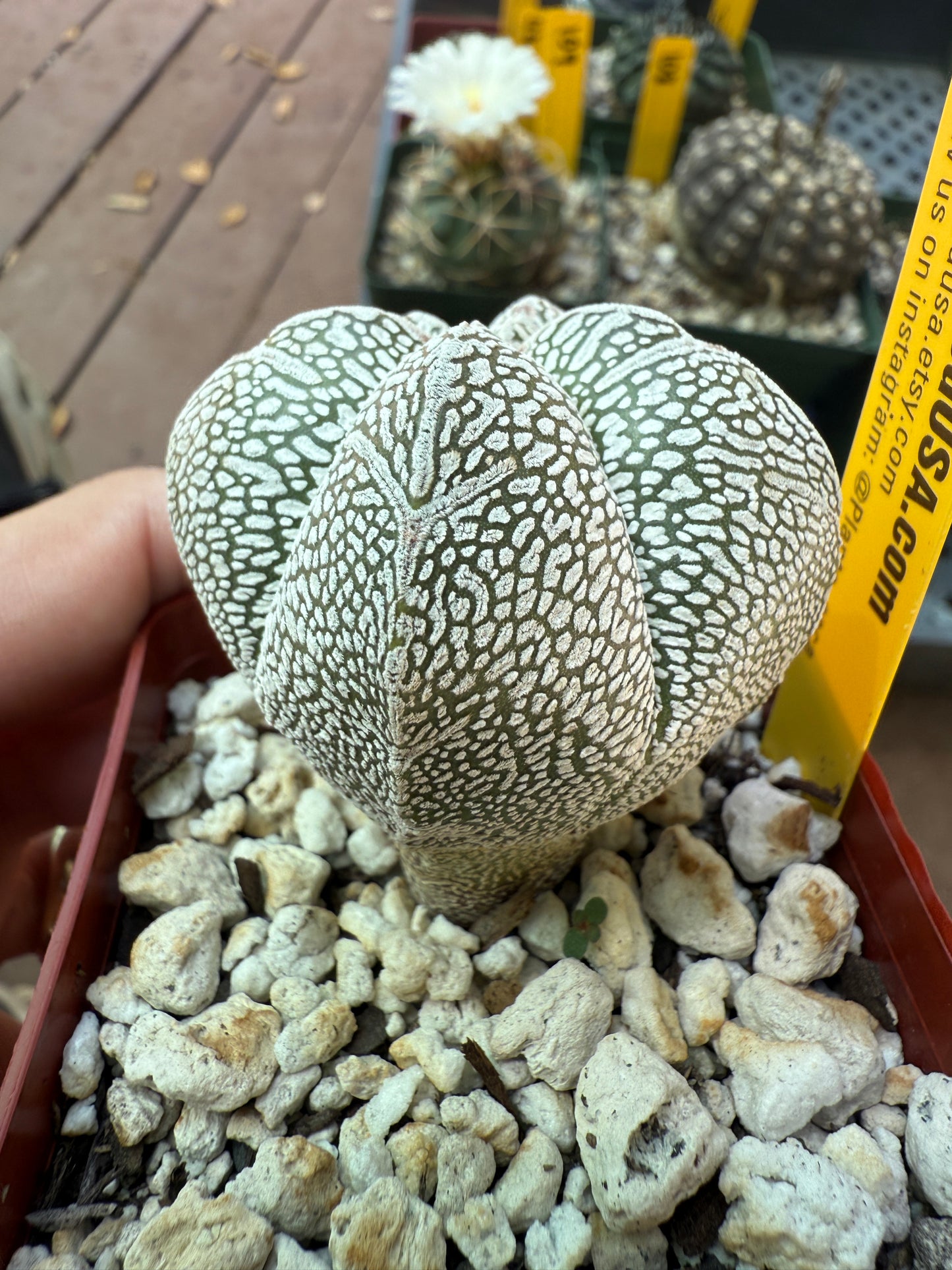 Astrophytum onzuka v type 5 ribs 103