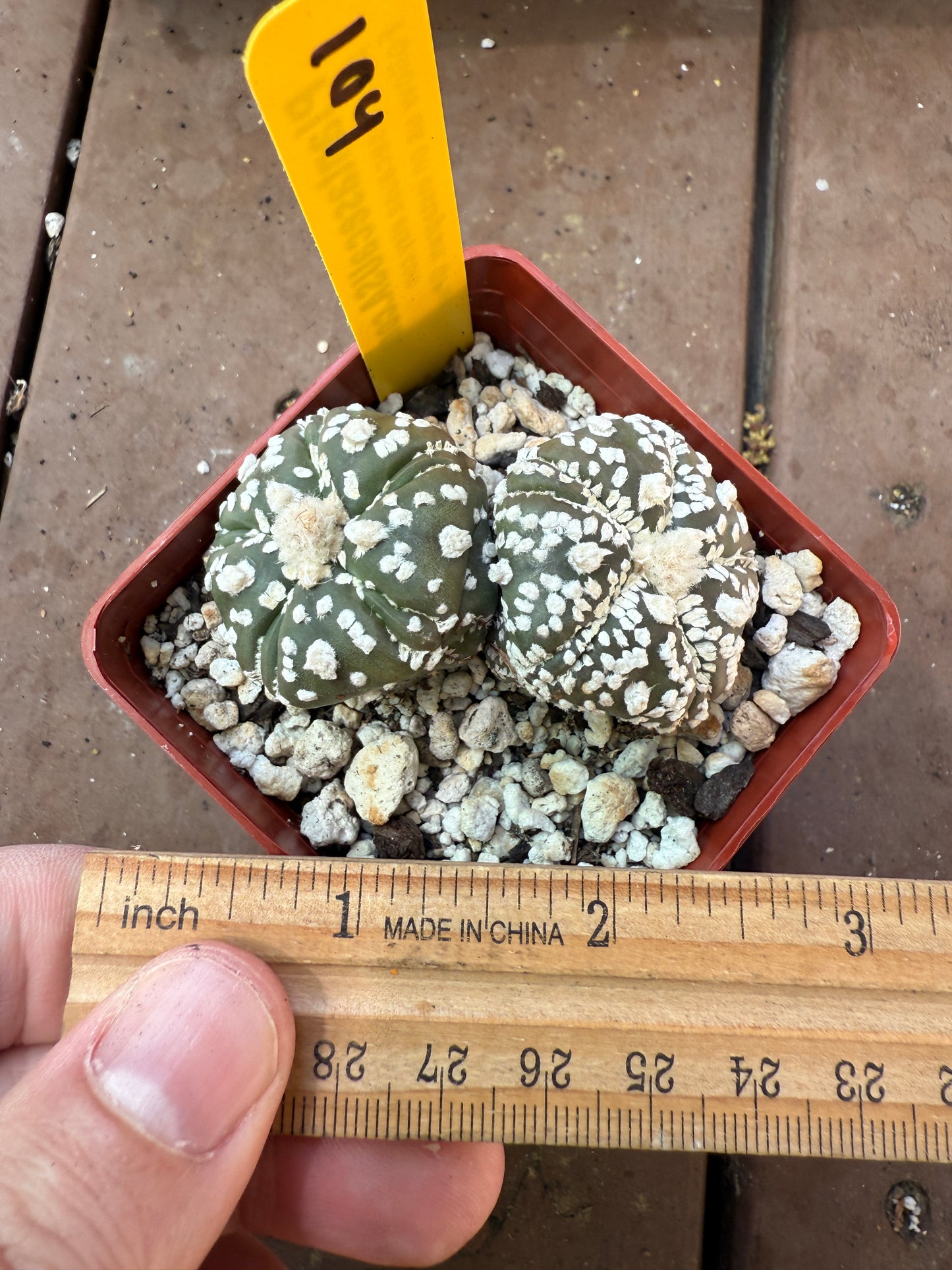 Astrophytum super kabuto two heads 5 ribs fukuryu 104