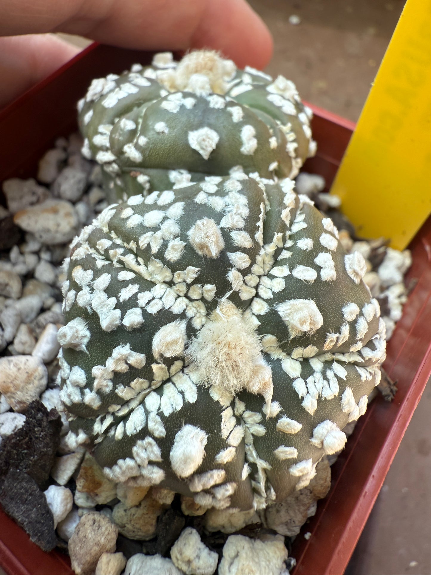 Astrophytum super kabuto two heads 5 ribs fukuryu 104
