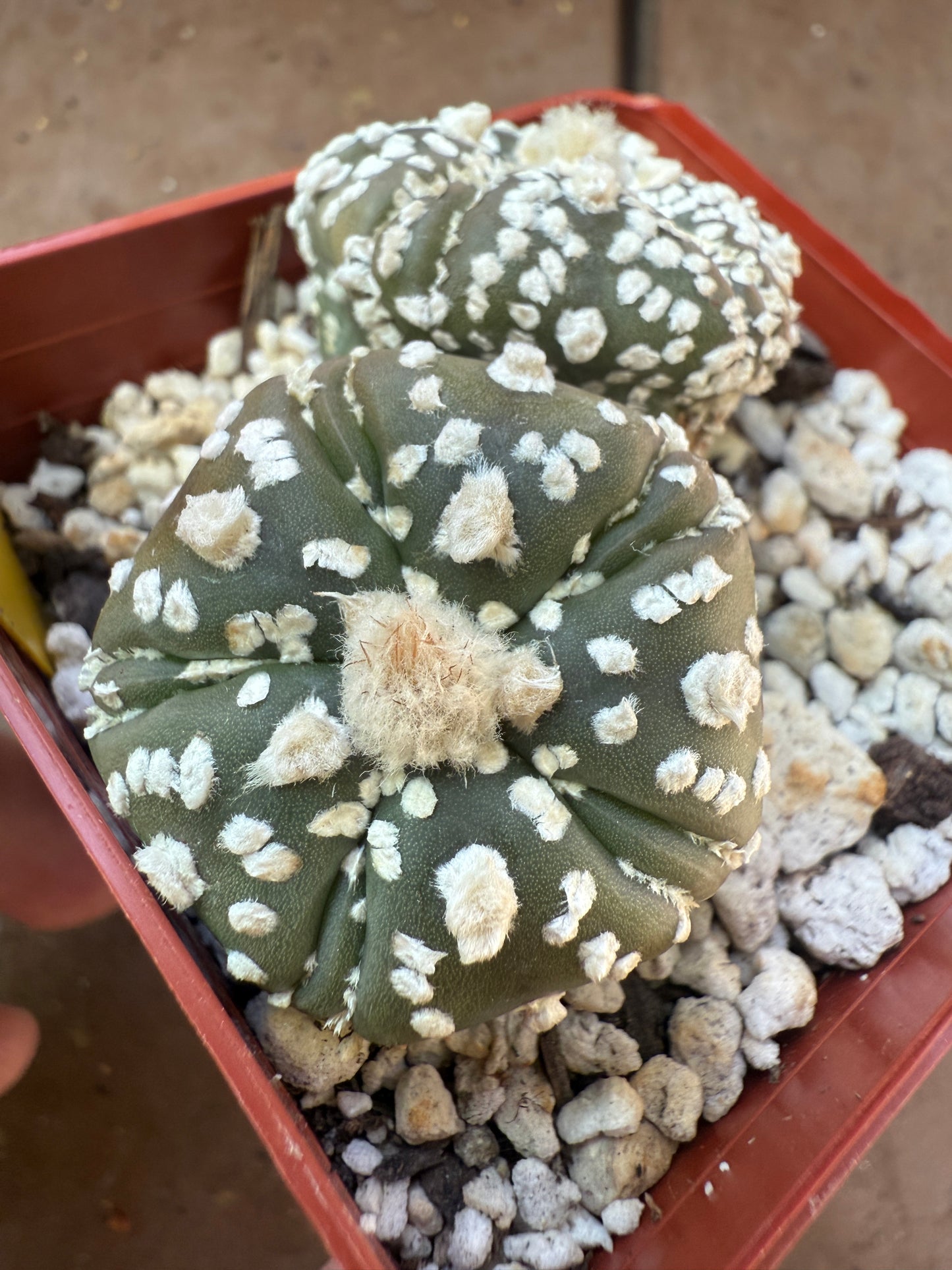 Astrophytum super kabuto two heads 5 ribs fukuryu 104