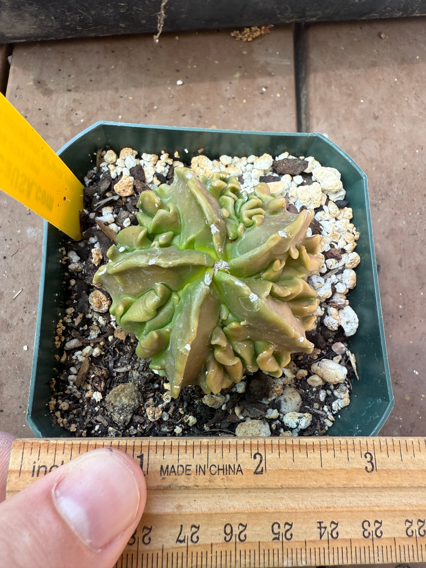 Astrophytum myriostigma fukuryu top quality plant 105