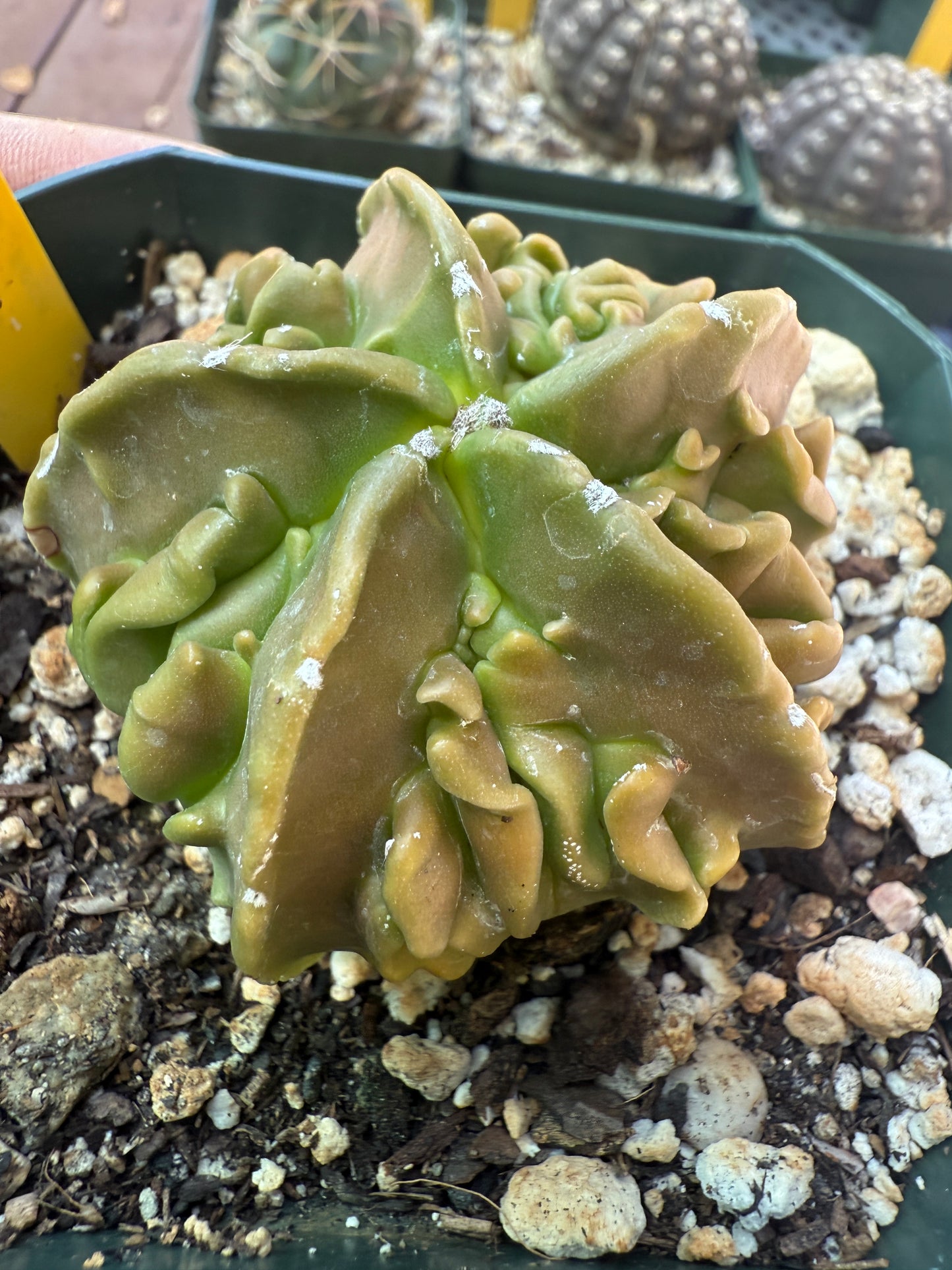 Astrophytum myriostigma fukuryu top quality plant 105