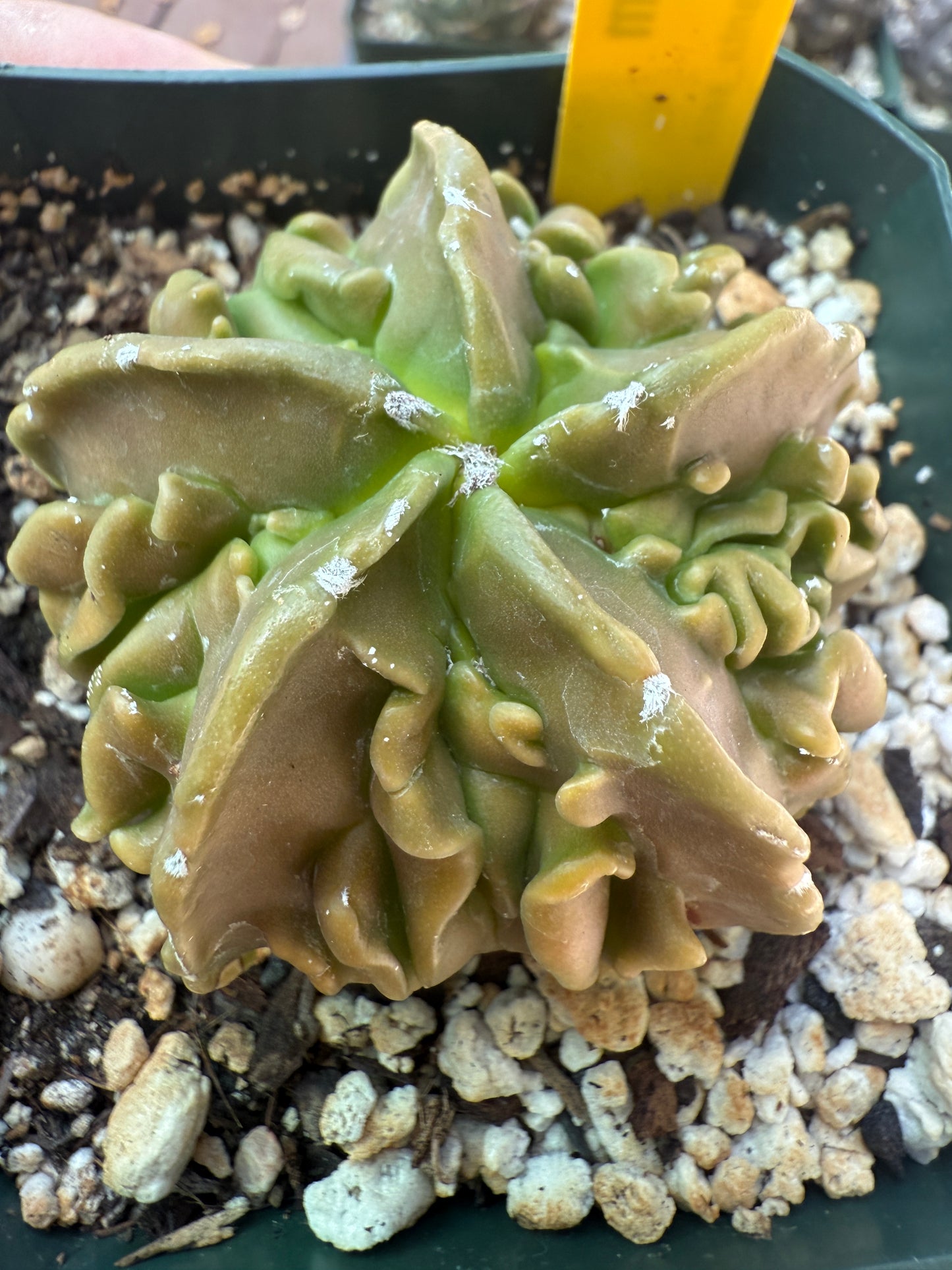 Astrophytum myriostigma fukuryu top quality plant 105