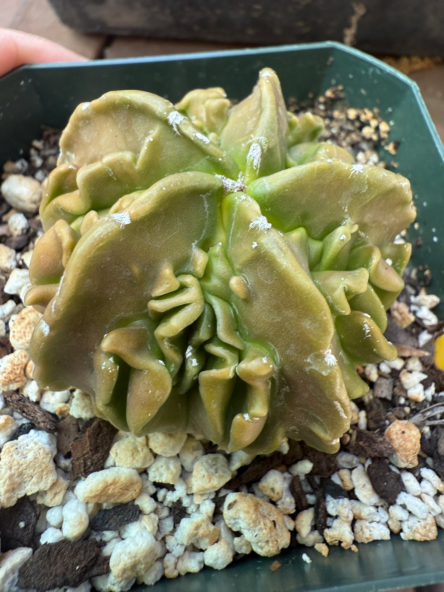 Astrophytum myriostigma fukuryu top quality plant 105
