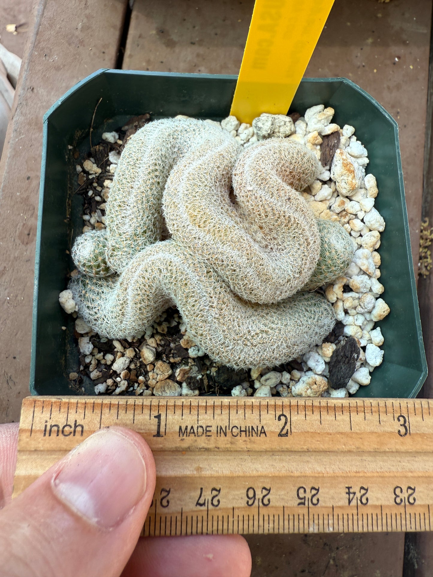 Mammillaria microthele crest rare cactus 106